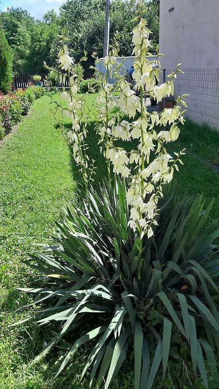 juka chabá  Yucca flaccida