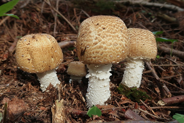 pečiarka obrovská Agaricus augustus Fr.