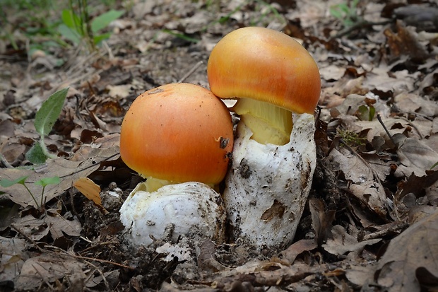 muchotrávka cisárska Amanita caesarea (Scop.) Pers.