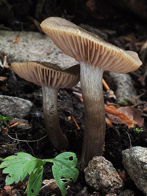 hodvábnica Entoloma aprile (Britzelm.) Sacc.