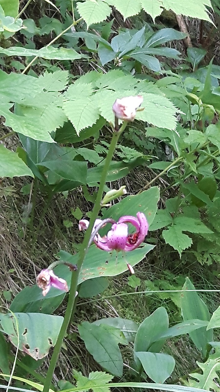 ľalia zlatohlavá Lilium martagon L.