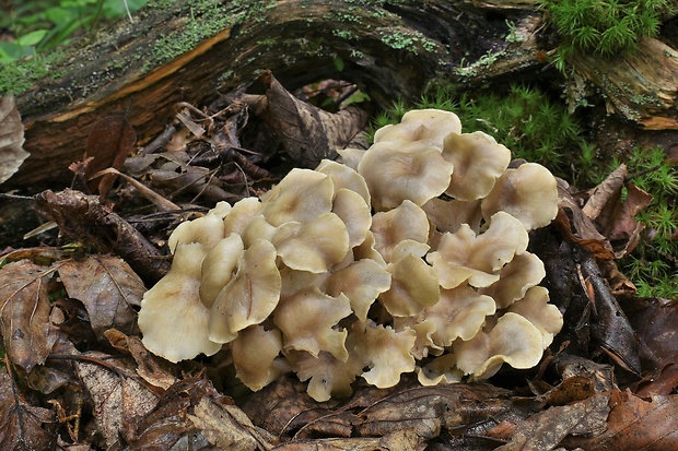 trúdnik klobúčkatý Polyporus umbellatus (Pers.) Fr.