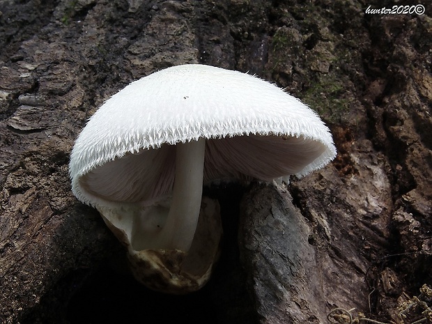 pošvovec stromový Volvariella bombycina (Schaeff.) Singer