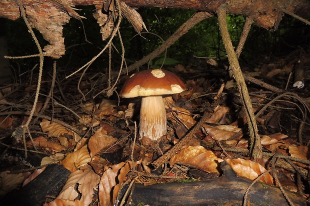 hríb smrekový Boletus edulis Bull.