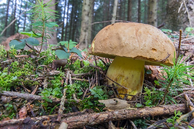 hríb horský Butyriboletus subappendiculatus (Dermek, Lazebn. & J. Veselský) D. Arora & J.L. Frank