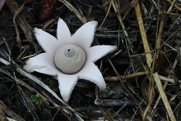 hviezdovka mechovitá Geastrum saccatum Fr.