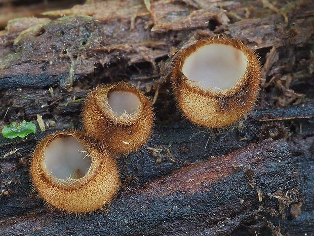 humária polguľovitá Humaria hemisphaerica (F.H. Wigg.) Fuckel