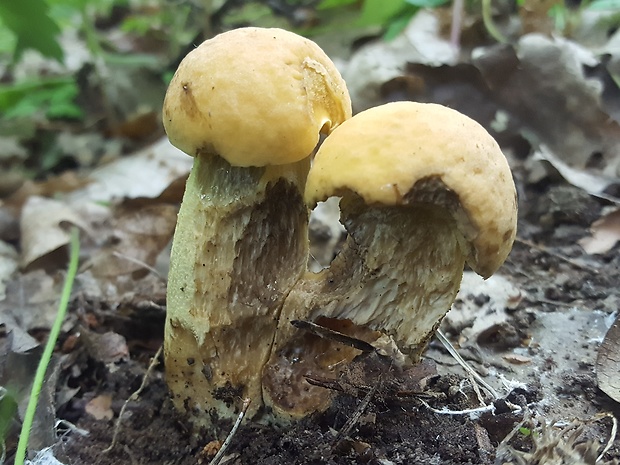 kozák žltopórový Leccinellum crocipodium (Letell.) Della Maggiora & Trassinelli