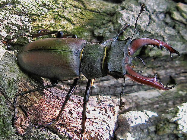 roháč veľký Lucanus cervus cervus