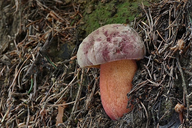 hríb úhľadný horský Rubroboletus rubrosanguineus (Cheype) Kuan Zhao & Zhu L. Yang