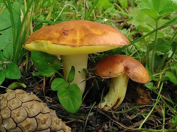 masliak zrnitý Suillus granulatus (L.) Roussel