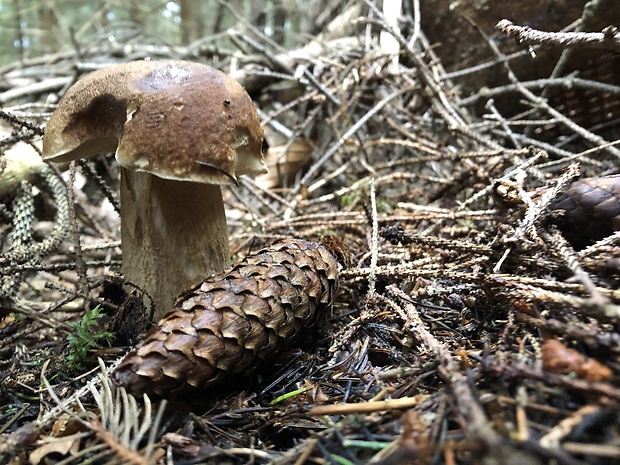 hríb dubový Boletus reticulatus Schaeff.