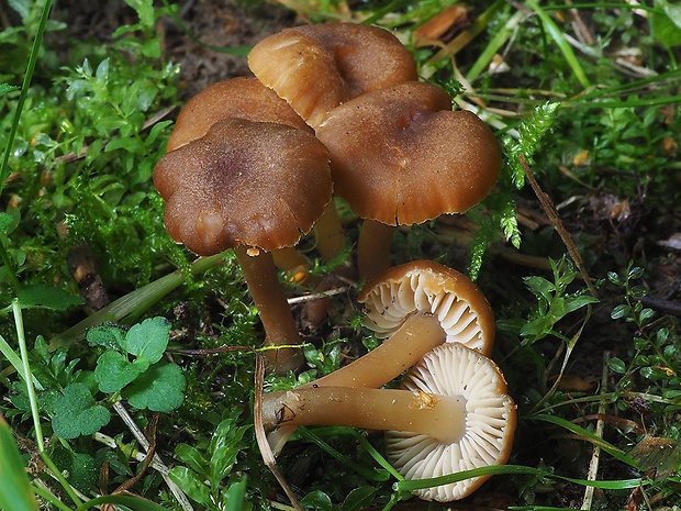 oblúkovka Camarophyllopsis schulzeri (Bres.) Herink