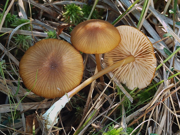 hodvábnica úhľadná Entoloma formosum (Fr.) Noordel.