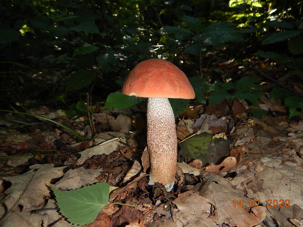 kozák dubový Leccinum aurantiacum (Bull.) Gray