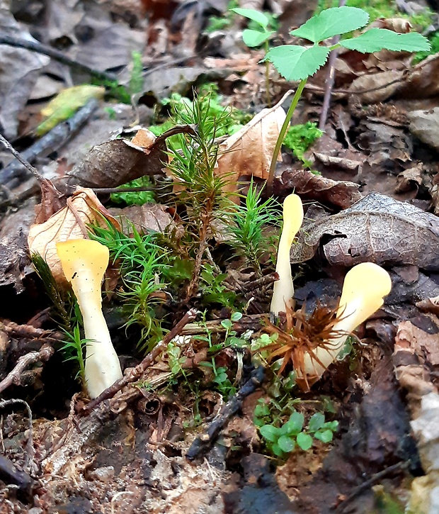 lopatička žltkastá Spathularia flavida Pers.