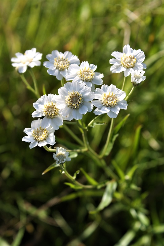 rebríček bertrámový Achillea ptarmica L.