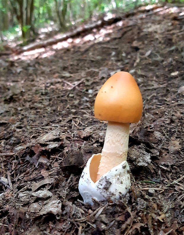 muchotrávka oranžová Amanita crocea (Quél.) Singer