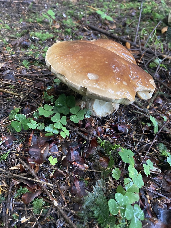 hríb smrekový Boletus edulis Bull.