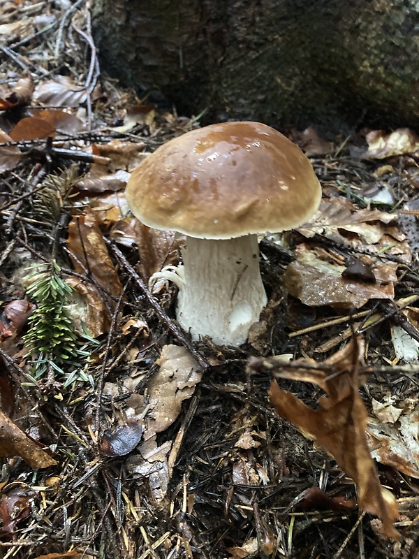 hríb smrekový Boletus edulis Bull.