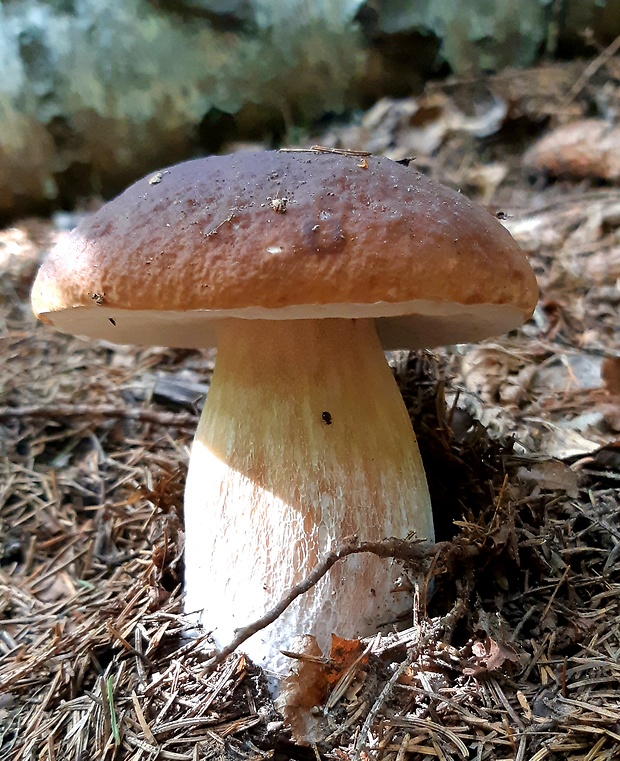 hríb smrekový Boletus edulis Bull.