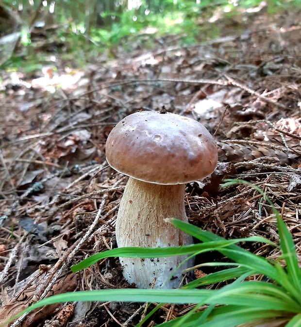 hríb dubový Boletus reticulatus Schaeff.