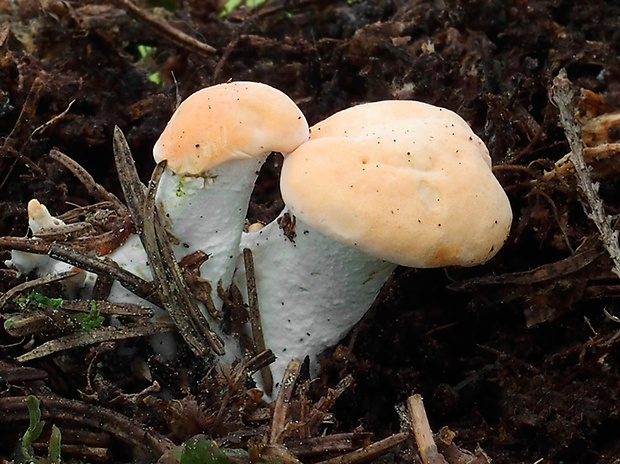 jelenka poprehýbaná Hydnum repandum L.