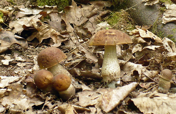 kozák hrabový Leccinum pseudoscabrum (Kallenb.) Šutara