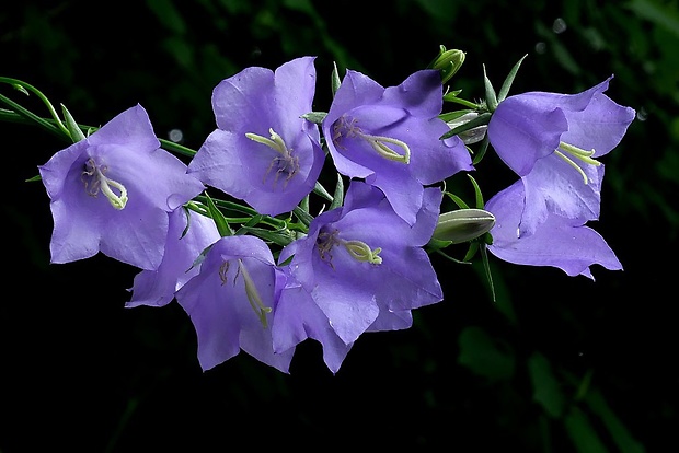 zvonček broskyňolistý Campanula persicifolia L.