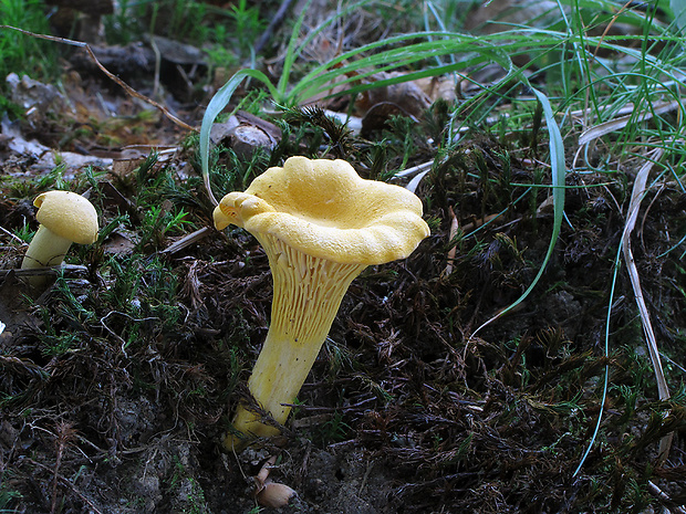 kuriatko jedlé Cantharellus cibarius Fr.