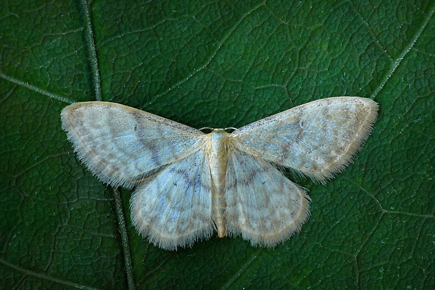 piadica dúbravová (sk) / žlutokřídlec lesklý (cz) Idaea fuscovenosa Goeze, 1781