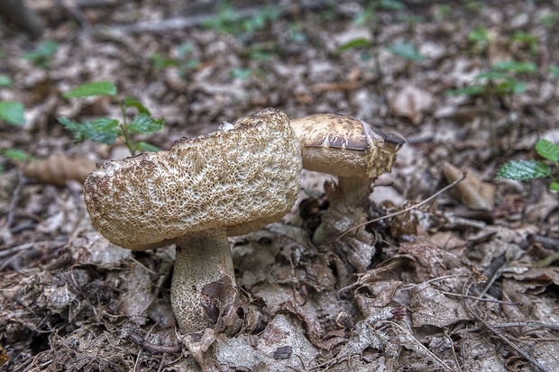 kozák hrabový Leccinum pseudoscabrum (Kallenb.) Šutara