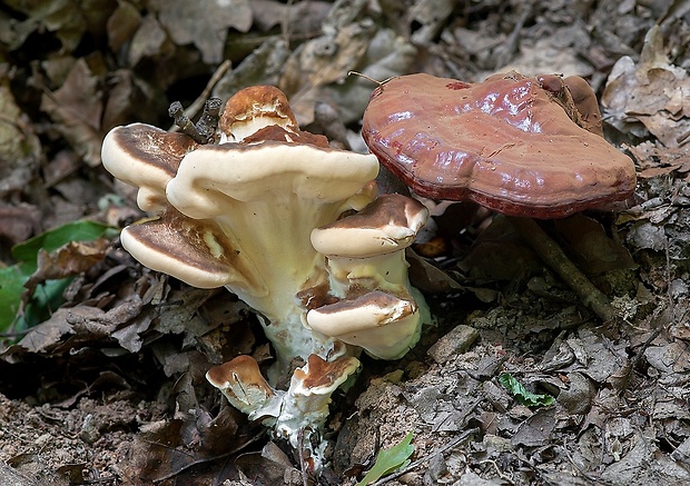 vejárovec obrovský Meripilus giganteus (Pers.) P. Karst.