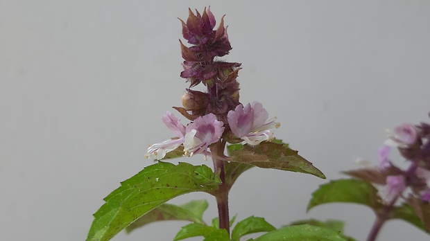 bazalka pravá červená Ocimum basilicum ´Purple´ L.