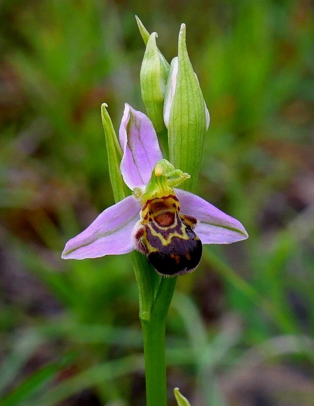 hmyzovník včelovitý Ophrys apifera Huds.