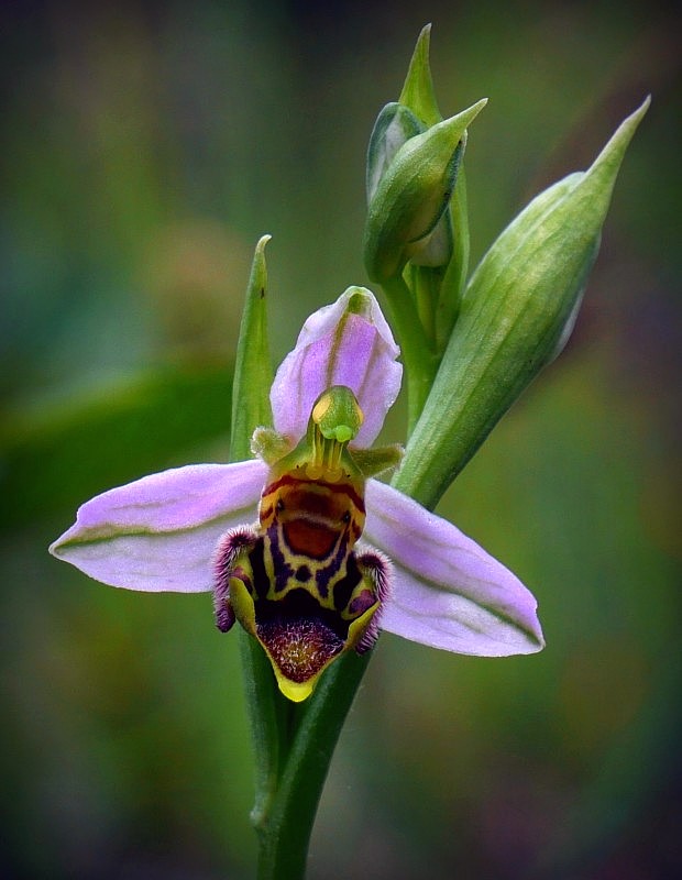 hmyzovník včelovitý Ophrys apifera Huds.