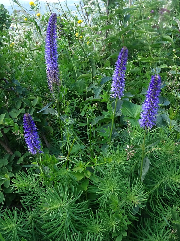 veronikovec vstavačovitý Pseudolysimachion orchideum (Crantz) Wraber