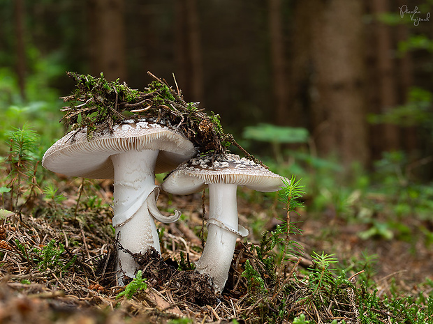 muchotrávka hrubá Amanita excelsa (Fr.) Bertill.