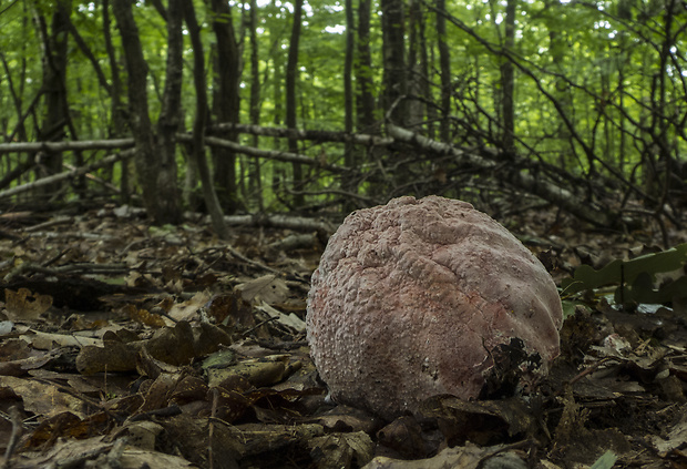 muchotrávka Amanita sp.