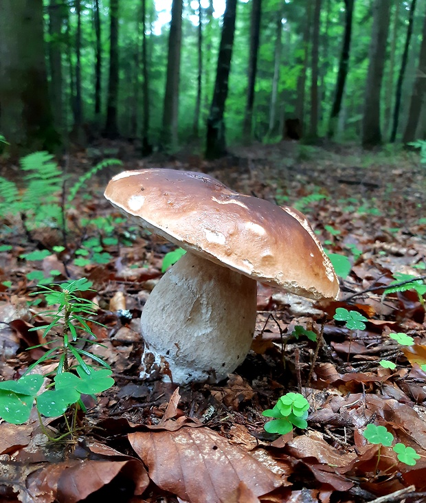 hríb smrekový Boletus edulis Bull.