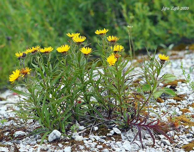 oman mečolistý Inula ensifolia L.