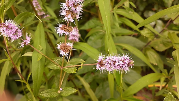 mäta pieporná Mentha piperita