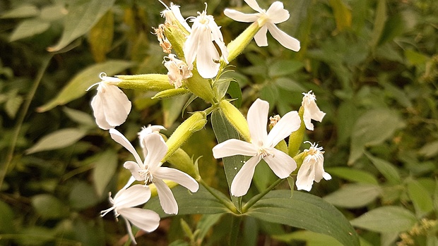 mydlica lekárska Saponaria officinalis L.