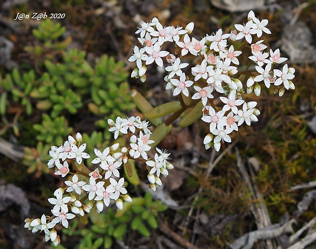 rozchodník biely Sedum album L.