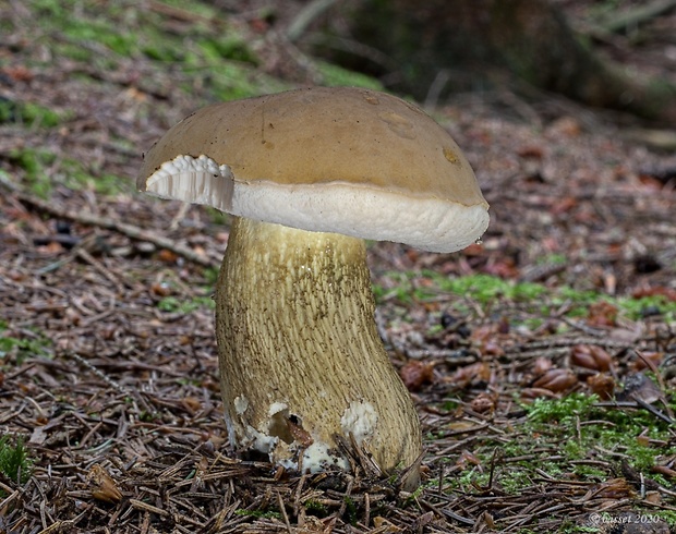 podhríb žlčový Tylopilus felleus (Bull.) P. Karst.