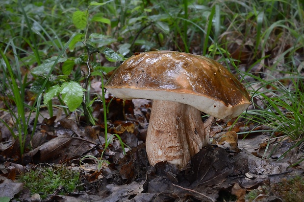 hríb bronzový Boletus aereus Bull. ex Fr.