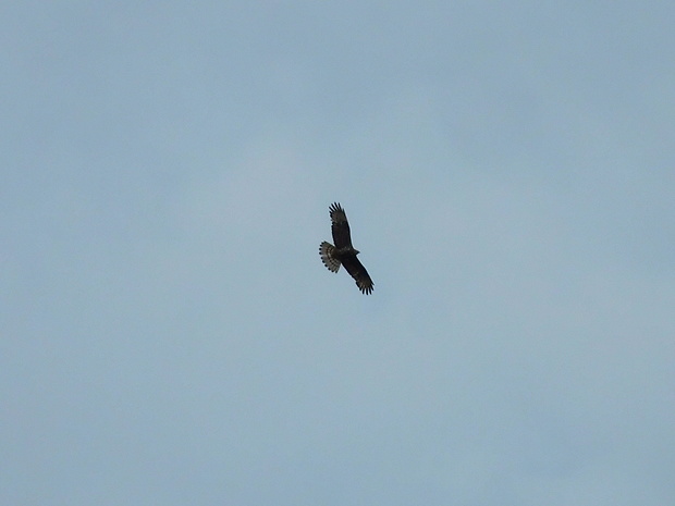 myšiak hôrny Buteo buteo