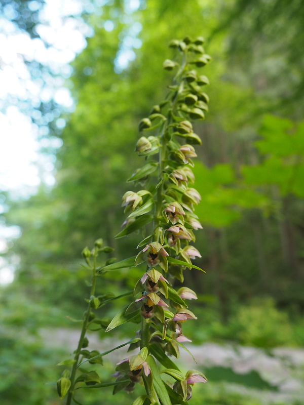 kruštík širokolistý pravý Epipactis helleborine subsp. helleborine (L.) Crantz