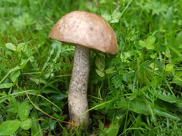 kozák brezový Leccinum scabrum (Bull.) Gray