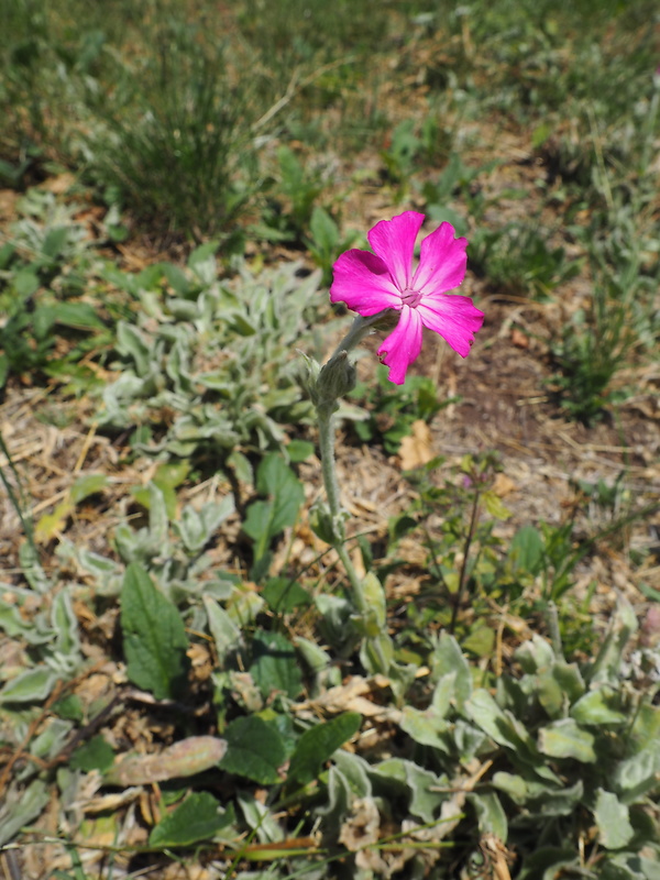 kukučka vencová Lychnis coronaria (L.) Desr.